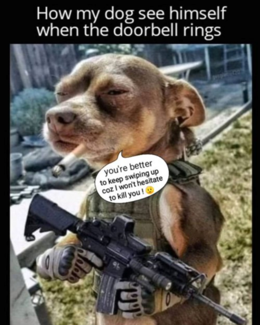 small dog in fatigues with a mini AR15. Captioned: How my dog see himself when the doorbell rings